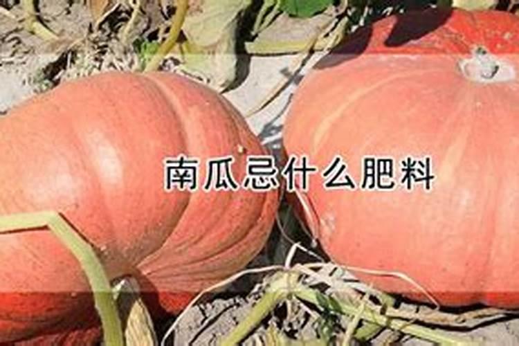 南瓜开花结果期注意什么 南瓜养殖需要注意什么