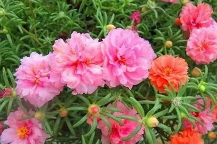 太阳花多久施一次肥(用什么肥料长得快)