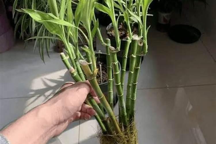 水培富贵竹怎么施肥