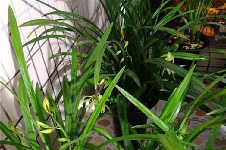烂菜叶如何发酵做肥料