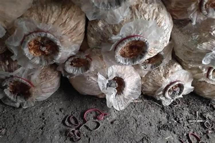 食用菌下角料怎样制做有机肥一