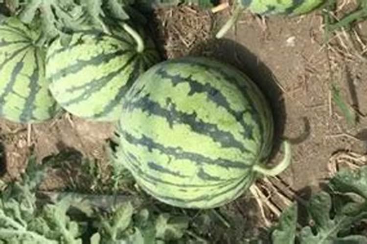 西瓜结果了需要施什么肥料