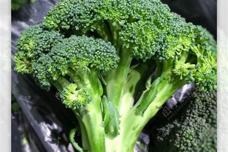 花菜防冻用什么方法 花菜防冻用什么方法最合适