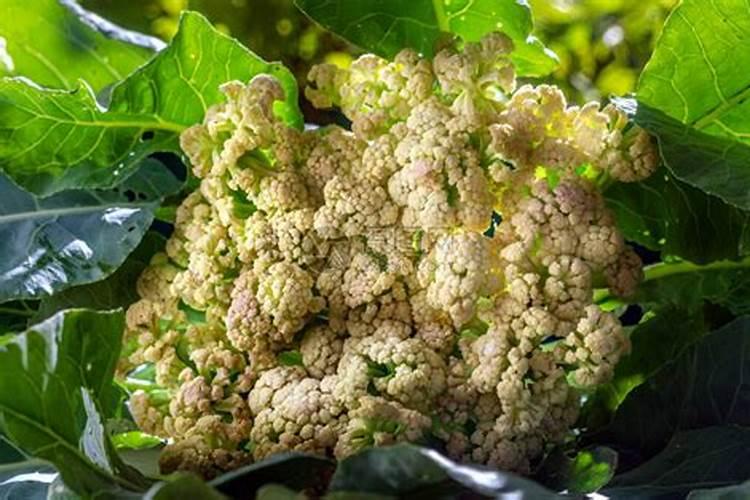 花菜防冻用什么方法 花菜防冻用什么方法最合适