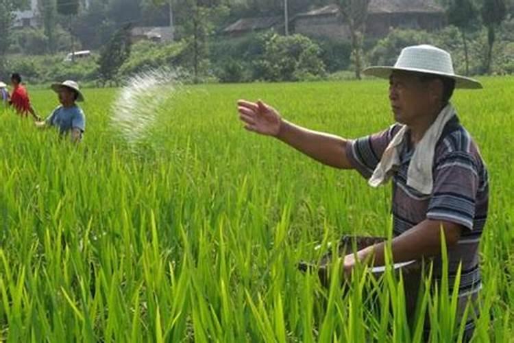 铵态氮肥、硝态氮肥、尿素的见效时间与肥效期各是多久？
