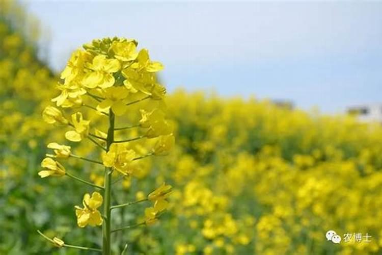 茶叶叶面肥催芽肥的正确使用