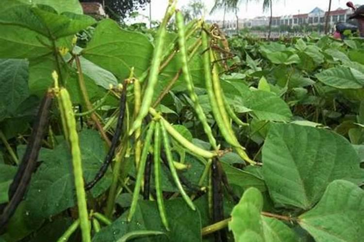 红蜘蛛是常见绿豆的病害,绿豆怎么防害虫红蜘蛛？