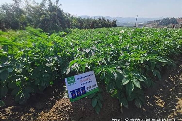 磷肥对植物的作用与功效