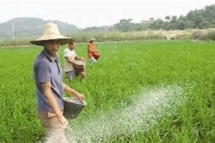 果树用什么肥料最好