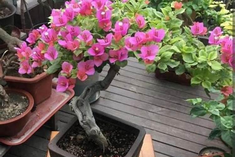 三角梅用什么肥料开花