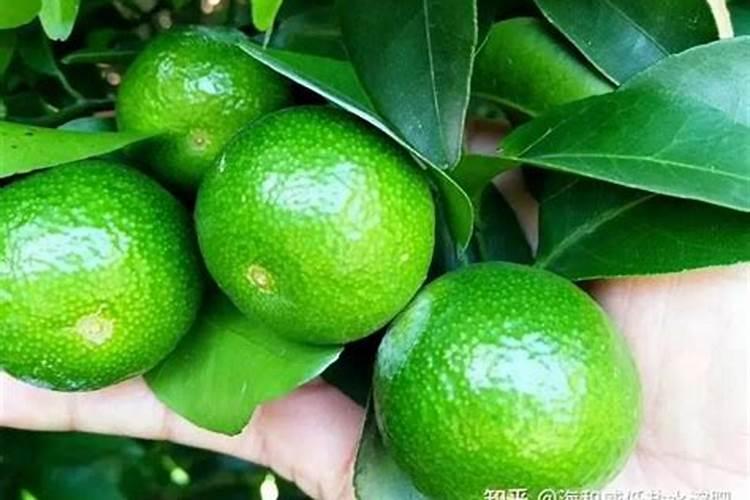 湖南怀化适合种植丑美人吗？
