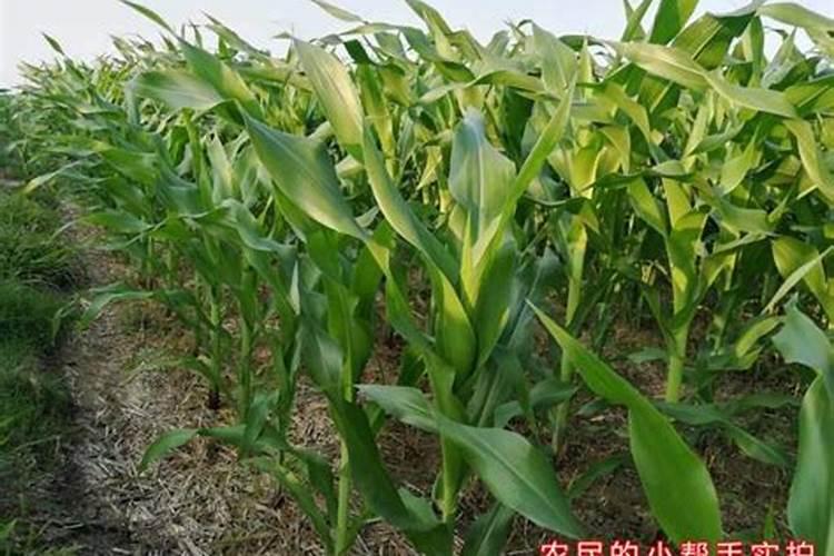 玉米要施肥几次
