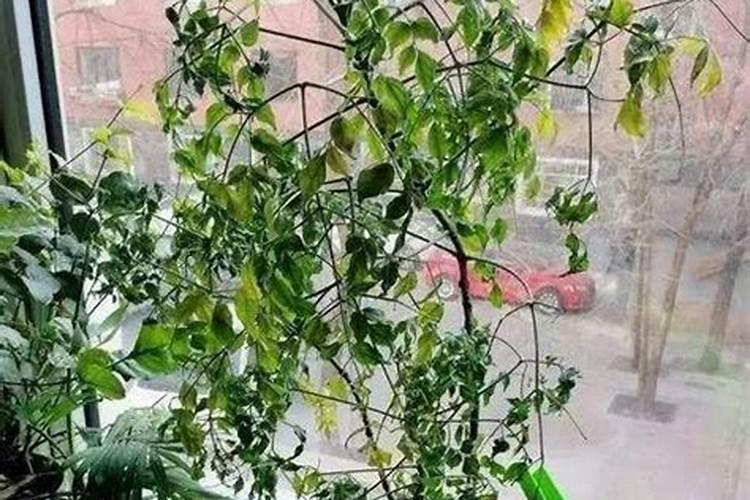 金桔树掉叶子怎么办
