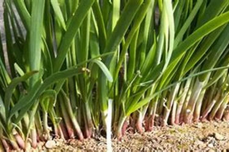 盆栽韭菜怎样施肥 施肥技巧告诉你