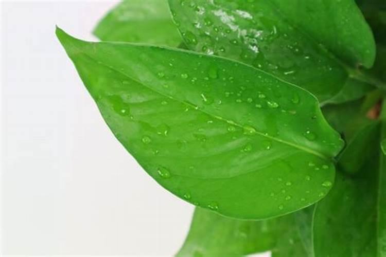 绿萝叶子发黄施什么肥