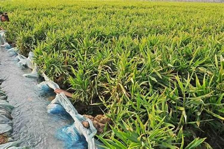 地栽三角梅怎样控水？