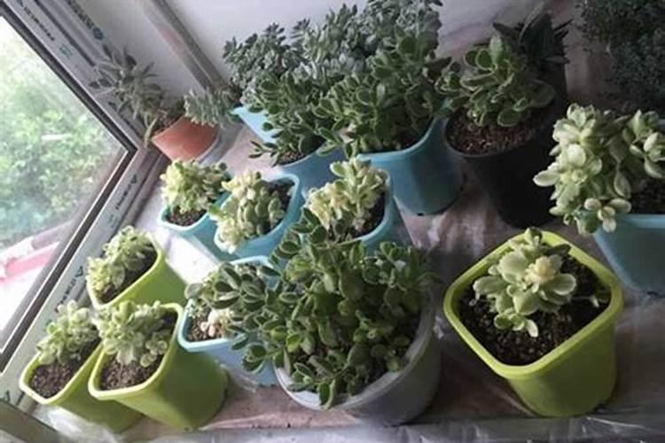 根系快速生长的方法