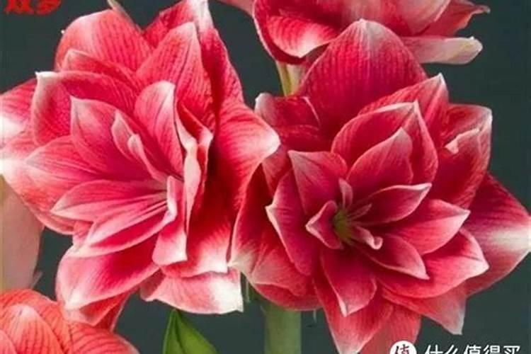 磷肥可以兑水浇花吗 磷肥对花卉的作用是什么