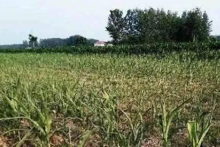 硝酸钾是什么肥料