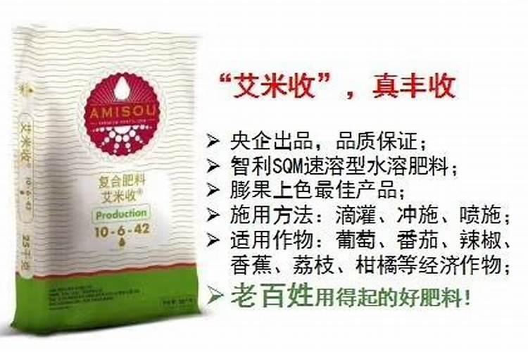大葱施肥技术要点是什么