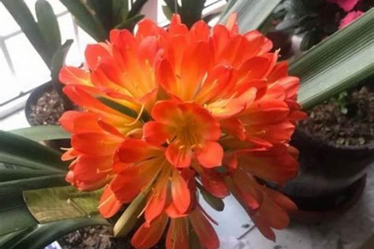 君子兰用什么肥料才能开花