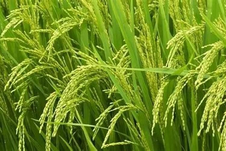 赤霉素和表芸内酯混用在茶树上有什么效果