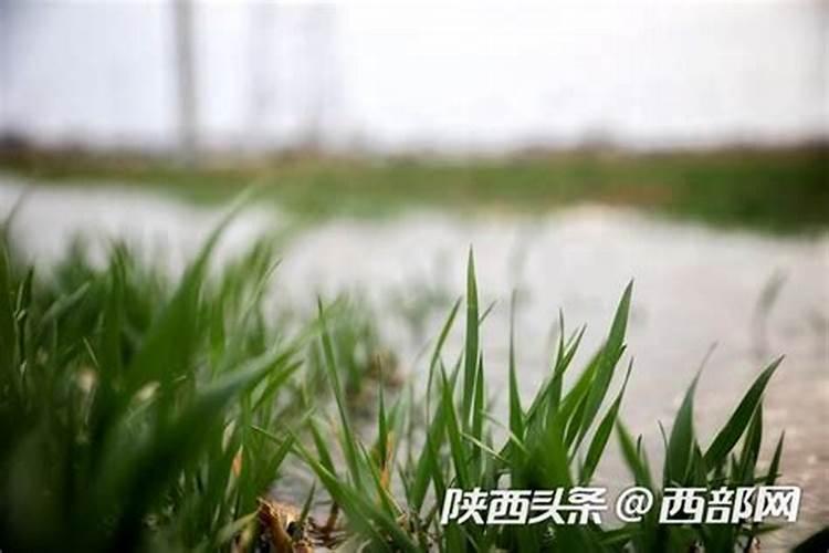 小麦肥最佳配方有哪些