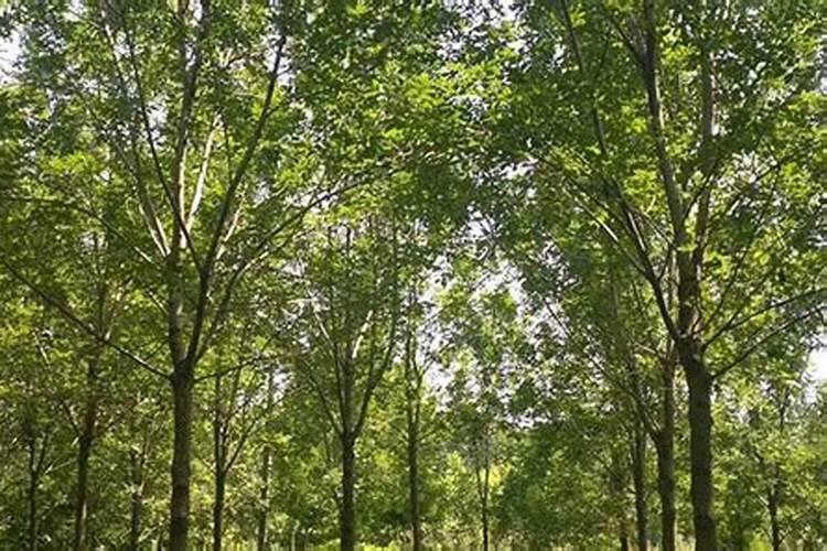 白蜡树用什么肥料最好
