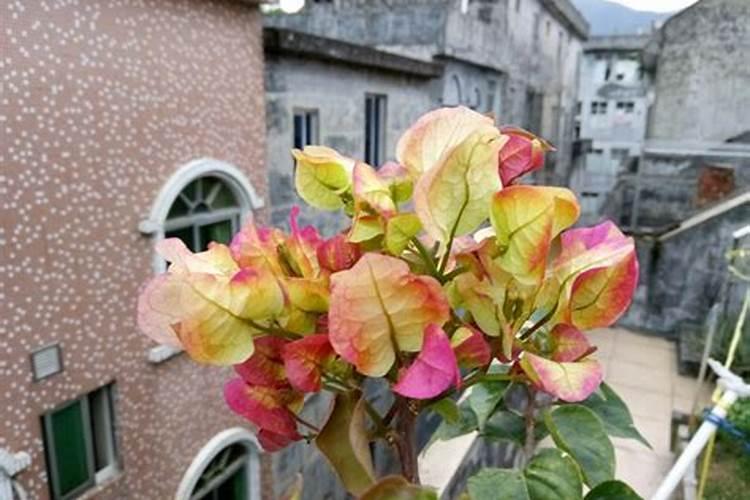 三角梅开花期间怎么施肥施什么肥 三角梅开花期间怎么施肥