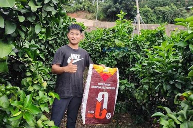 葡萄种植需要施什么肥料