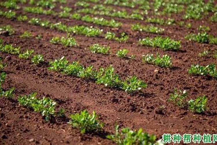怎么施肥 种花生用什么肥料最好
