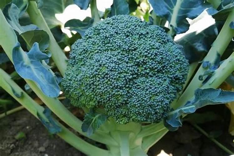 青花菜空茎有办法防治吗 怎么解决花椰菜病害