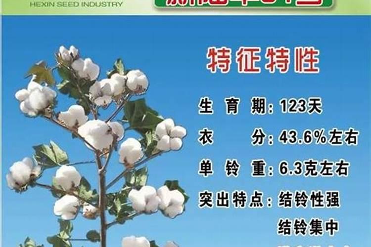 镁在滴灌棉花中的作用是什么？