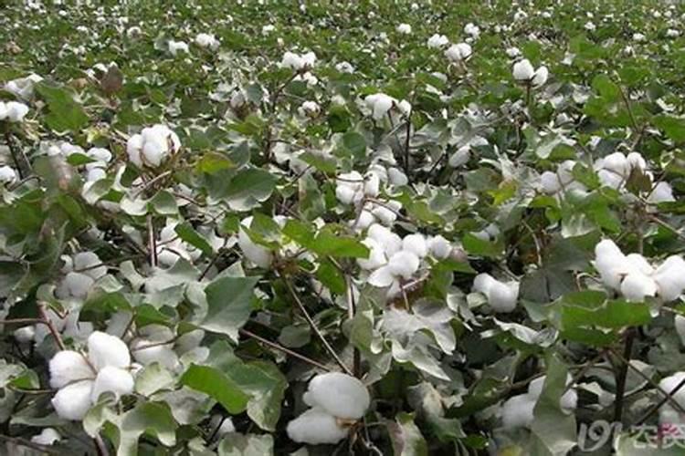 棉花杆每亩产量
