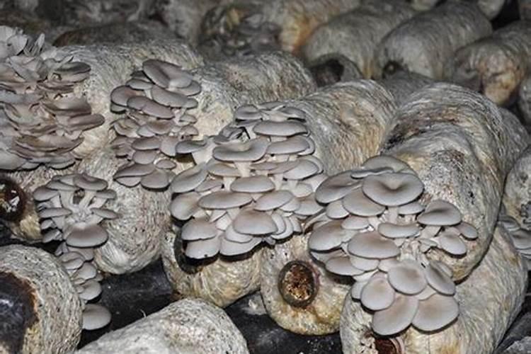 2022年天津去哪里摘草莓？天津草莓采摘策略