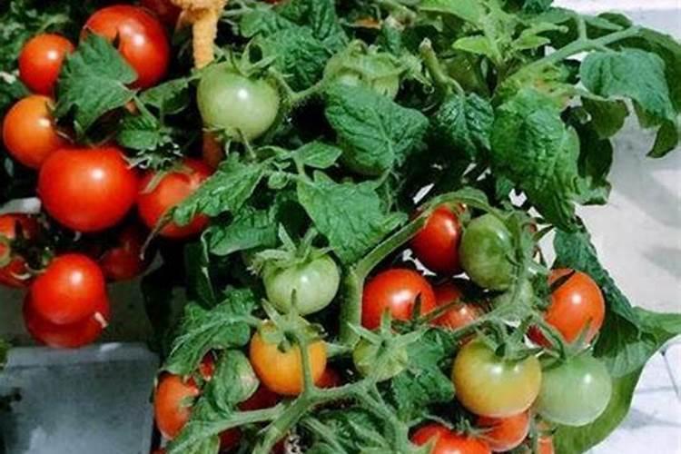 西红柿的种植用什么肥料好