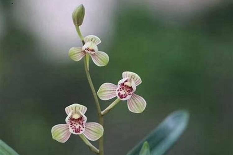 建兰开花后怎样管理