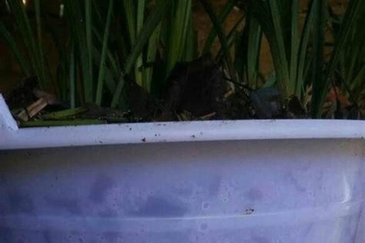 植物缺肥症状及对应的花肥沤制方法:薄肥淡施
