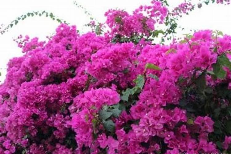 三角梅老桩如何快速生根？做到这4点,提高成活率