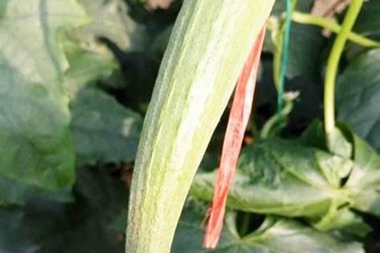 瓜类蔬菜种植中出现生理障害是什么原因导致的？如何防治？