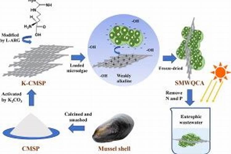 多肉植物施肥用什么好