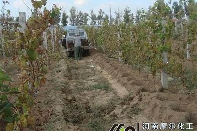 怎样施肥才能提高大樱桃的坐果率