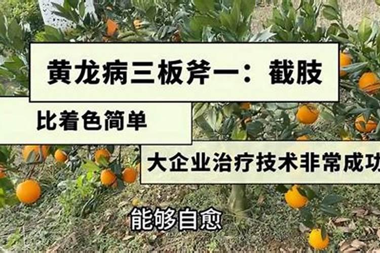脐橙冬肥施什么肥好