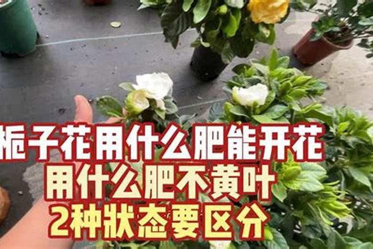 栀子花为什么只长叶子不开花