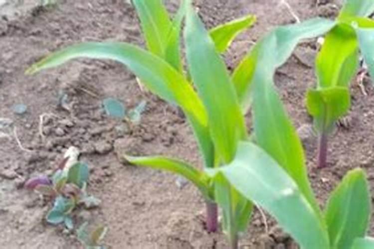 玉米苗期喷什么叶面肥