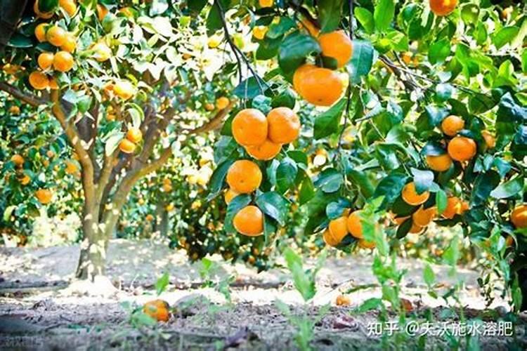 西瓜苗怎么移栽种植才好？