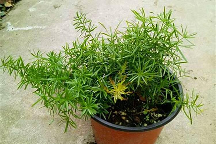 文松植物要怎样养