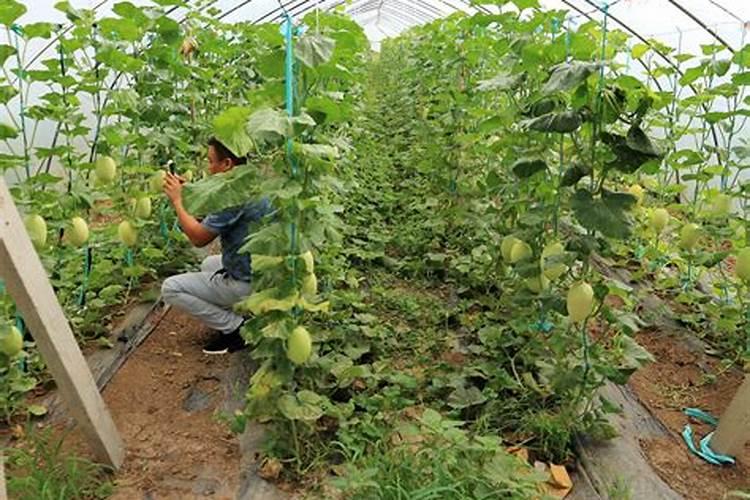 高钾肥有哪些？甜瓜在盛果期冲施高钾肥好不好？