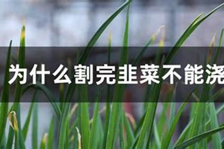 兰花如何施催芽肥可以长出更多的新芽壮芽