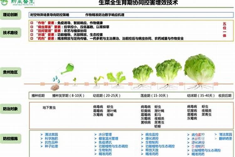生菜如何施肥